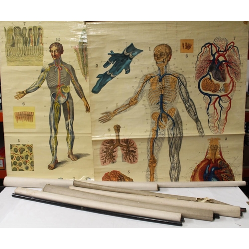 1269 - W & A K Johnston's Series of Anatomy Charts to include plate 2 Heart & Arteries, plate 3 Lun... 