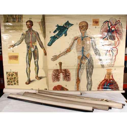 1269 - W & A K Johnston's Series of Anatomy Charts to include plate 2 Heart & Arteries, plate 3 Lun... 