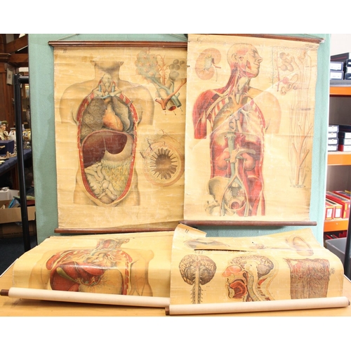 1270 - Hinge top box containing Fiedler's Anatomical Plates wall charts numbers III, IV, V and VI, 90c... 