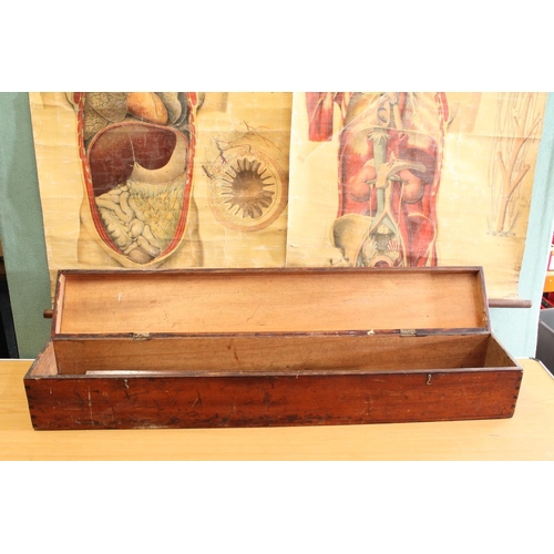 1270 - Hinge top box containing Fiedler's Anatomical Plates wall charts numbers III, IV, V and VI, 90c... 