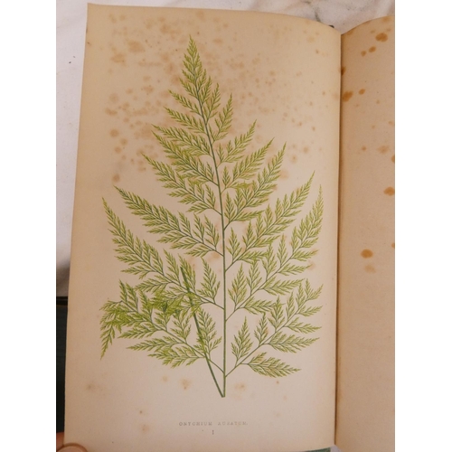 271 - BRITTEN JAMES.  European Ferns. Col. frontis & plates & other illus. Quarto. Worn half calf,... 