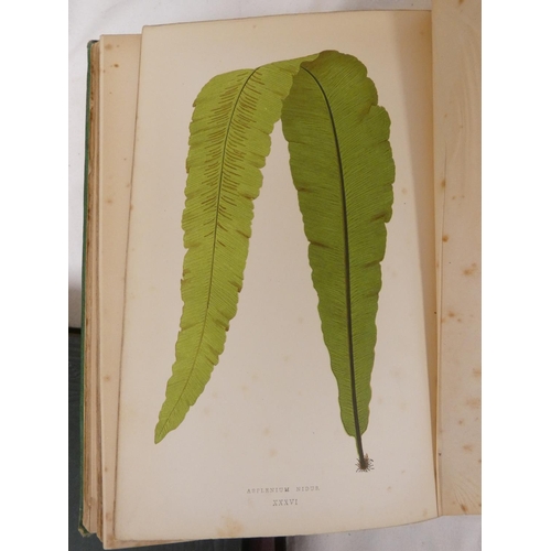 271 - BRITTEN JAMES.  European Ferns. Col. frontis & plates & other illus. Quarto. Worn half calf,... 