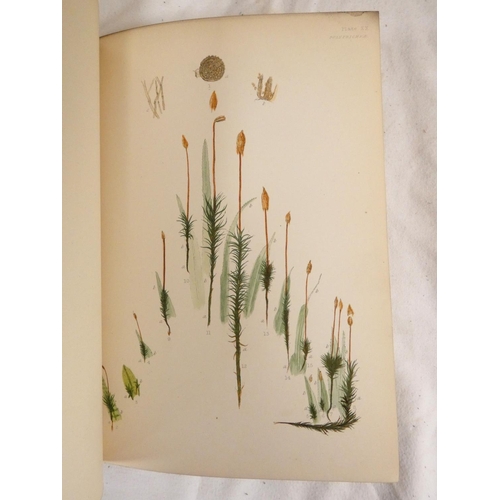 271 - BRITTEN JAMES.  European Ferns. Col. frontis & plates & other illus. Quarto. Worn half calf,... 