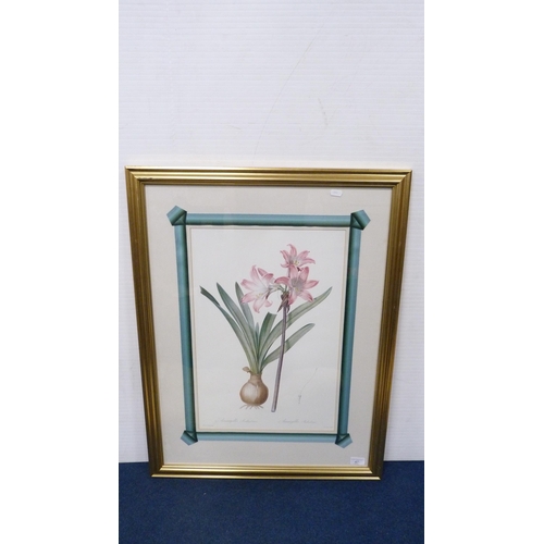 47 - Framed colour print of amaryllis.