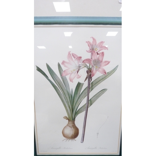 47 - Framed colour print of amaryllis.