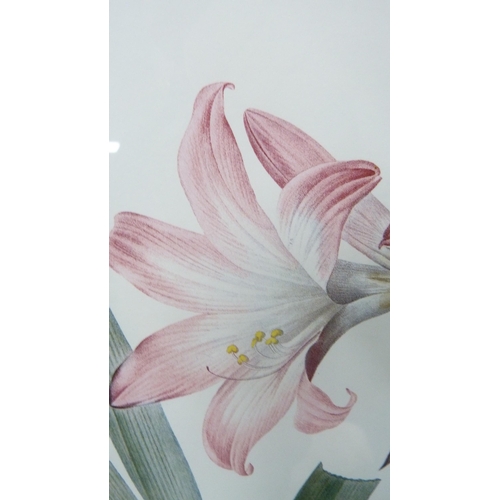 47 - Framed colour print of amaryllis.