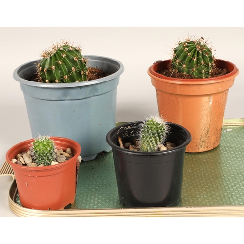 588 - Four potted cacti