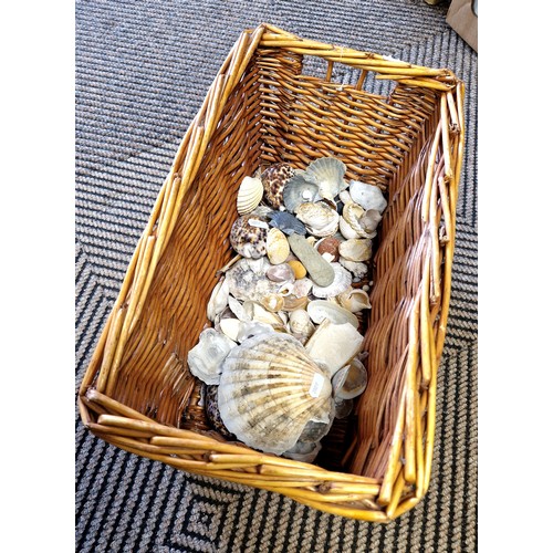 347 - Collection of shells.