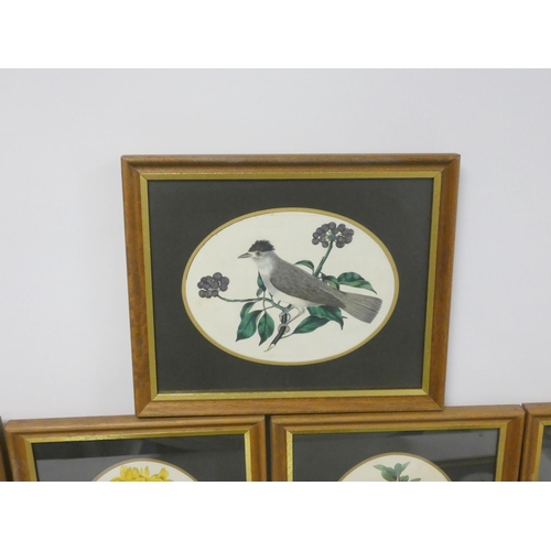 268 - Robert Sweet British Warblers 1823Sixteen framed Ornithological hand coloured prints by E.D Smith, i... 