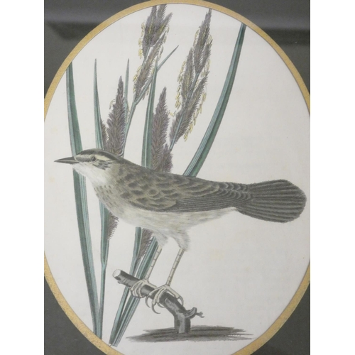 268 - Robert Sweet British Warblers 1823Sixteen framed Ornithological hand coloured prints by E.D Smith, i... 