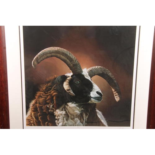 418 - PAUL JAMES, Ozzy, study of a sheep, print, pencil signed lower right, limited edition 20/295, 60cm x... 