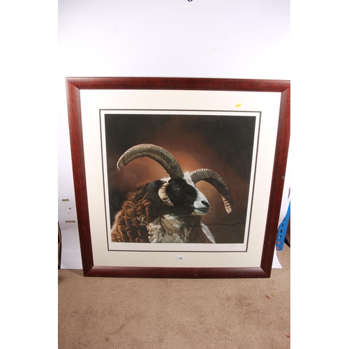 418 - PAUL JAMES, Ozzy, study of a sheep, print, pencil signed lower right, limited edition 20/295, 60cm x... 