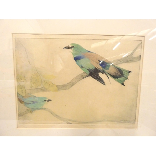 248 - G. Vernon Stokes pencil signed picture of a bird of paradise 23cm x 30cm.