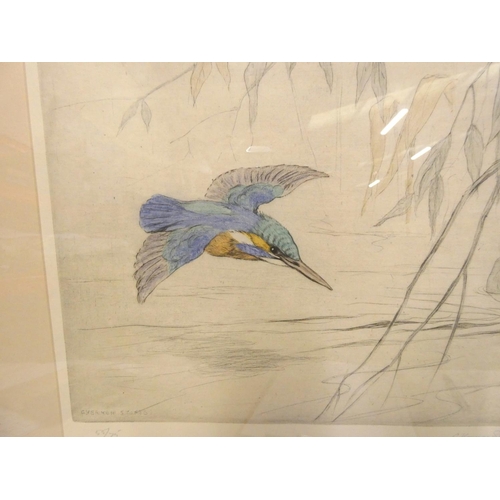 249 - George Vernon Stokes coloured etching of a kingfisher in flight signed in pencil.