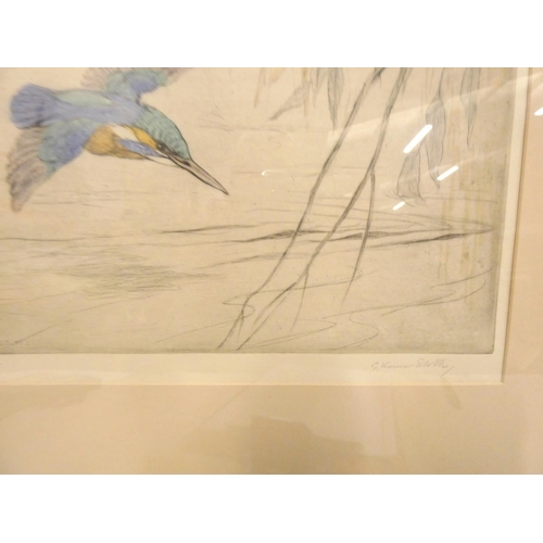 249 - George Vernon Stokes coloured etching of a kingfisher in flight signed in pencil.