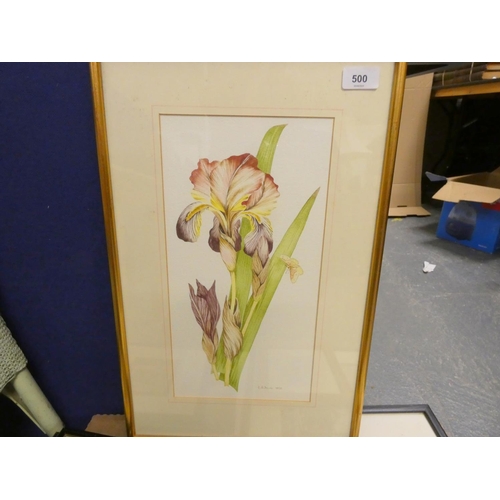 500 - E A Fowler, Botanical artistWatercolour of an iris.