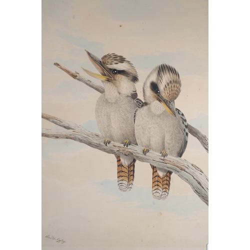 425 - NEVILLE HENRY CAYLEY (Australian 1853-1903)  Kookaburras Watercolour painting, signed lower left, 55... 