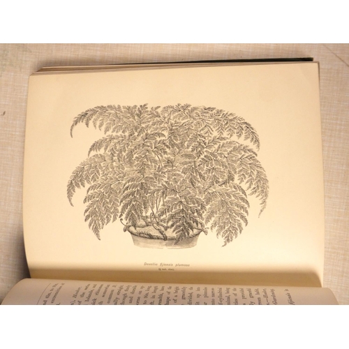 203 - SCHNEIDER GEORGE.  The Book of Choice Ferns. Vol. 2 only. Chromolitho plates & other i... 