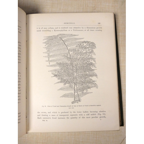 203 - SCHNEIDER GEORGE.  The Book of Choice Ferns. Vol. 2 only. Chromolitho plates & other i... 