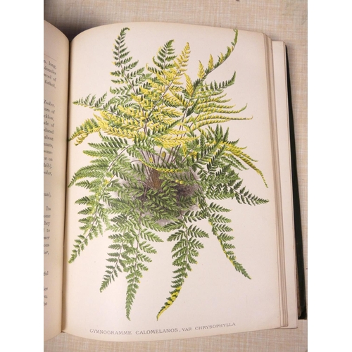 203 - SCHNEIDER GEORGE.  The Book of Choice Ferns. Vol. 2 only. Chromolitho plates & other i... 