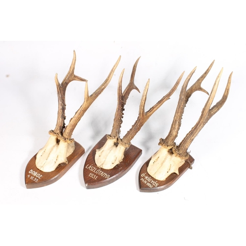 2 - Three stag horns mounted on shield form backs.