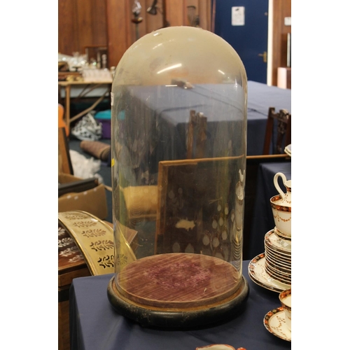 40 - Early 20thC glass dome on wooden stand, H52cm.