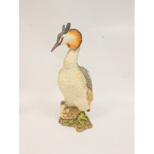 75 - Large Country Artist's, Great Crested Grebe with Grebeling.