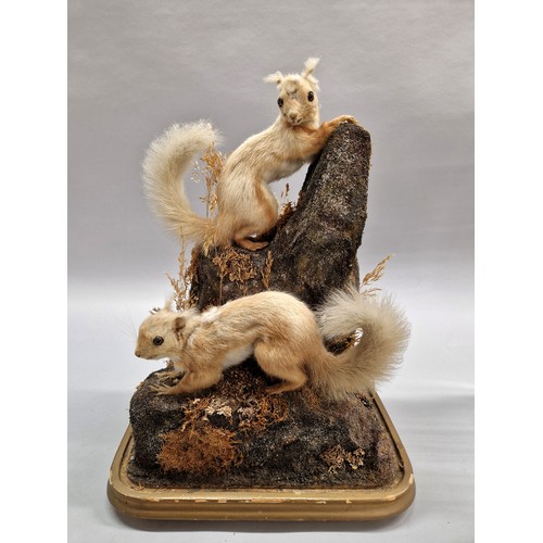 580 - Taxidermy group of two squirrels on naturalistic base 