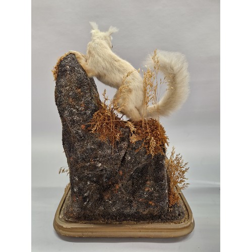 580 - Taxidermy group of two squirrels on naturalistic base 