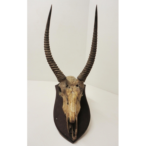 414 - Taxidermy Interest: Gazelle skull with horns, on shield-shaped wall mount, approximately 92cm high.... 