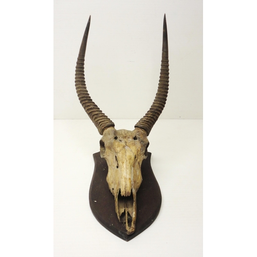 414 - Taxidermy Interest: Gazelle skull with horns, on shield-shaped wall mount, approximately 92cm high.... 