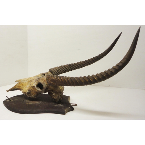 414 - Taxidermy Interest: Gazelle skull with horns, on shield-shaped wall mount, approximately 92cm high.... 