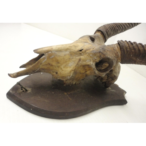 414 - Taxidermy Interest: Gazelle skull with horns, on shield-shaped wall mount, approximately 92cm high.... 