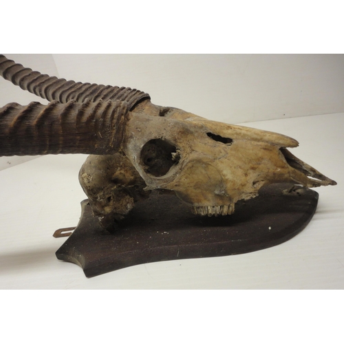 414 - Taxidermy Interest: Gazelle skull with horns, on shield-shaped wall mount, approximately 92cm high.... 