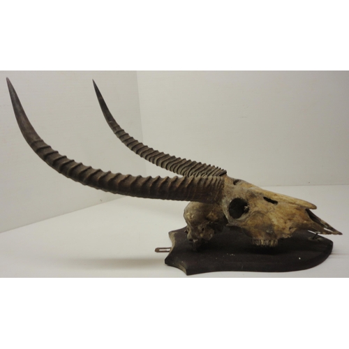 414 - Taxidermy Interest: Gazelle skull with horns, on shield-shaped wall mount, approximately 92cm high.... 