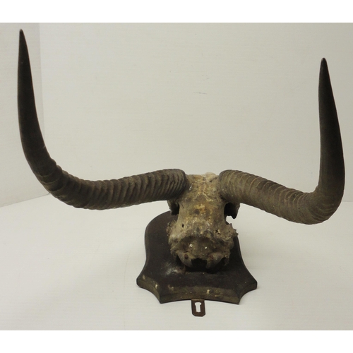 414 - Taxidermy Interest: Gazelle skull with horns, on shield-shaped wall mount, approximately 92cm high.... 