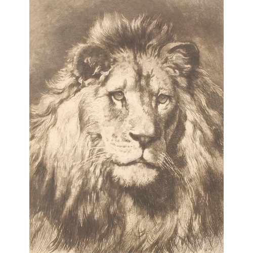 339 - HERBERT THOMAS DICKSEE (British, 1862-1942) Head of a lion - His Royal Highness Etching, signed with... 