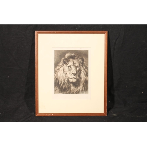 339 - HERBERT THOMAS DICKSEE (British, 1862-1942) Head of a lion - His Royal Highness Etching, signed with... 