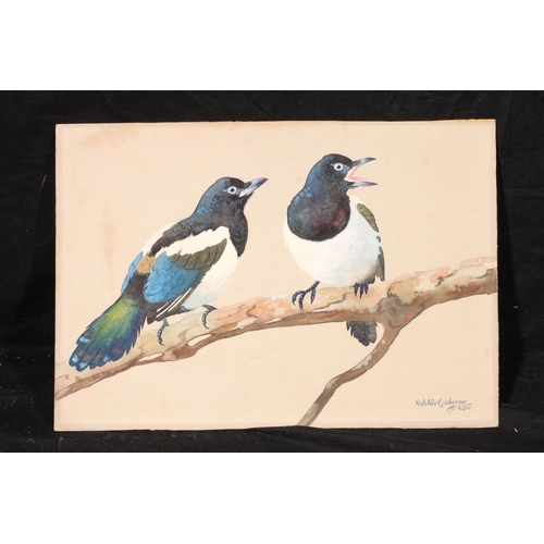 341 - RALSTON GUDGEON RSW (Scottish, 1910-1984) *ARR* Young Magpies Watercolour, signed lower right, 26cm ... 