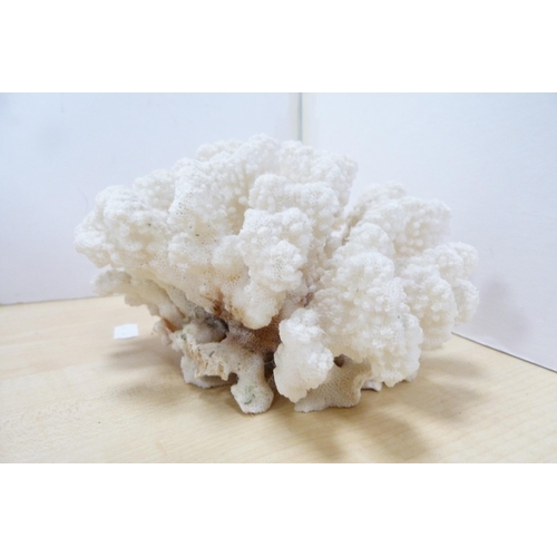 211 - Two coral specimens and a seashell specimen. (3)