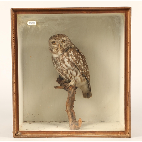 523 - Taxidermy model of a Tawny owl.