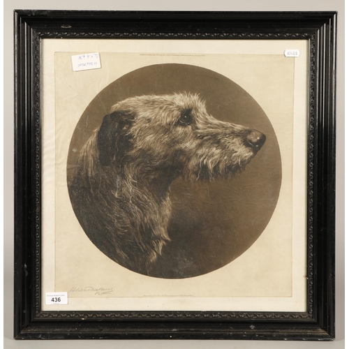 436 - Herbert Dicksee (1862 - 1942), portrait of a deer hound dog, print dated 1912, 37cm x 37cm, signed b... 