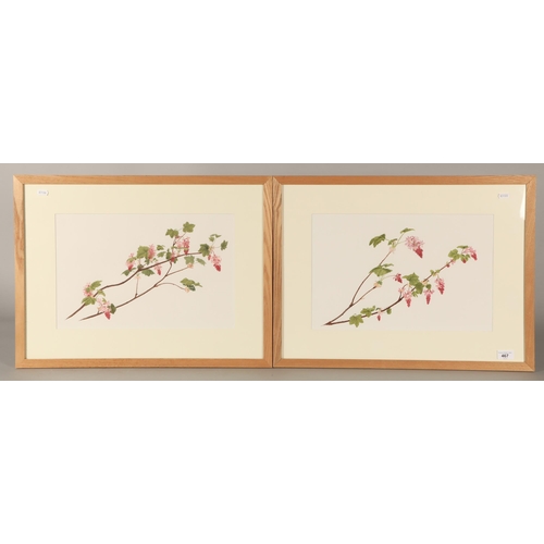 467 - Two framed floral watercolours, 28cm x 43cm, signed GB 2001