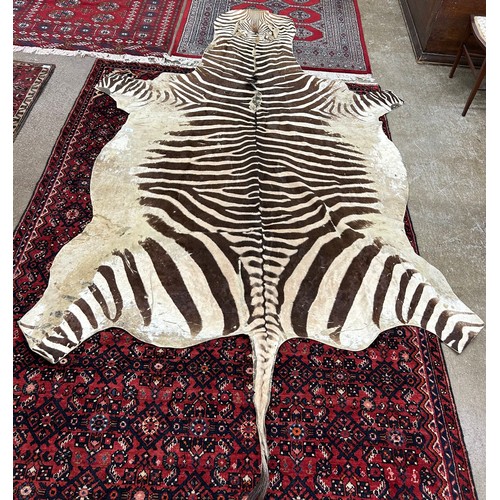 675 - Taxidermy zebra skin floor rug, approx. 300cm x 150cm