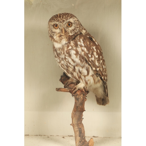 523 - Taxidermy model of a Tawny owl.