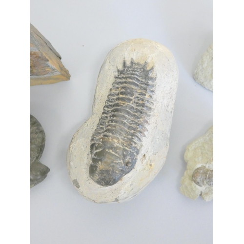 393 - Fossil group comprising predominantly of trilobites in stone matrices, to include an impressive Crot... 