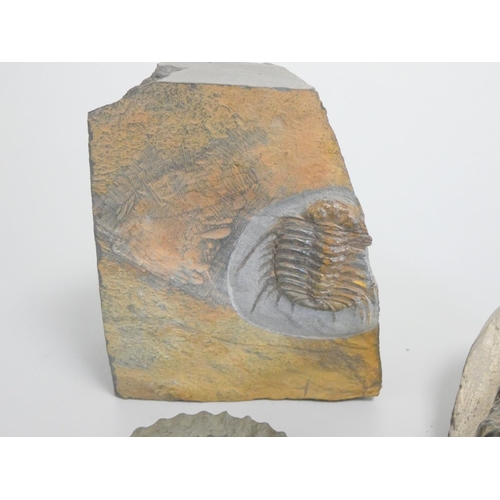 393 - Fossil group comprising predominantly of trilobites in stone matrices, to include an impressive Crot... 