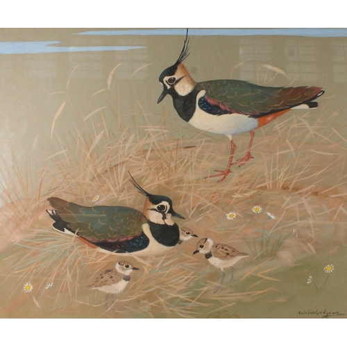 343 - RALSTON GUDGEON RSW (Scottish, 1910-1984) *ARR* Lapwings with chicksWatercolour, signed lower right,... 