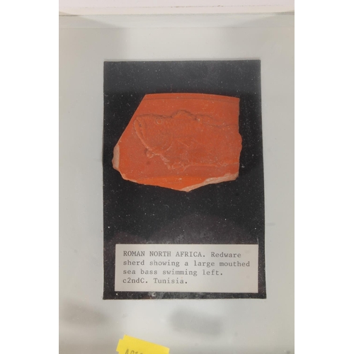 469 - Ancient Roman Redware pottery shard with relief sea bass, note to frame states that it is 2nd Centur... 