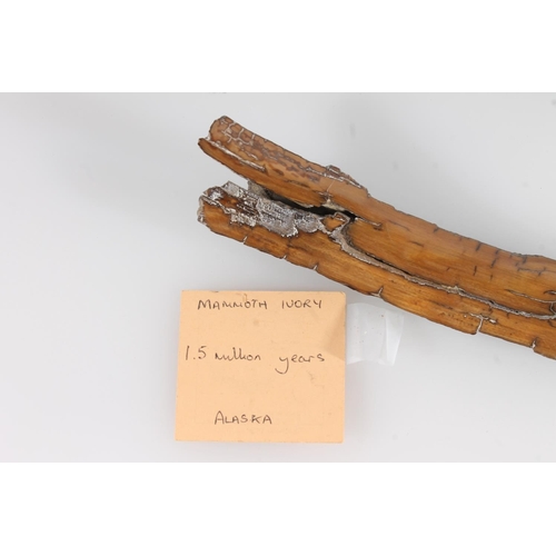 482 - Fossil mammoth ivory, 18cm long, with ticket from Mr Wood's fossil shop.